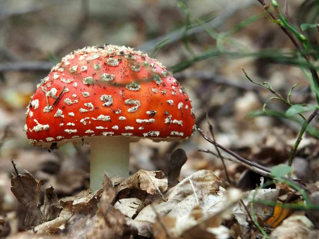 Amanita Muscaria