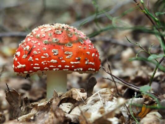 Amanita Muscaria